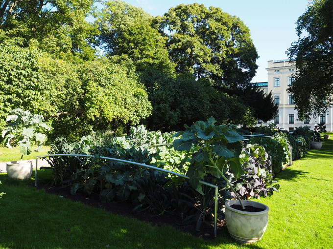 Kål har overtatt det 30 meter lange grønnsaksbedet i Slottsparken. Foto: Nina Ilefeldt, Det kongelige hoff